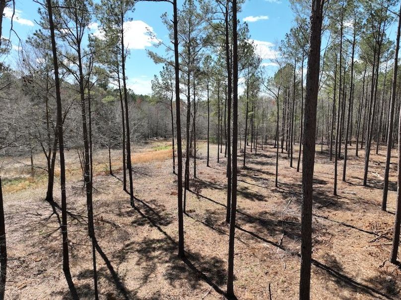 dji_fly_20240307_121318_162_1709831701053_photo