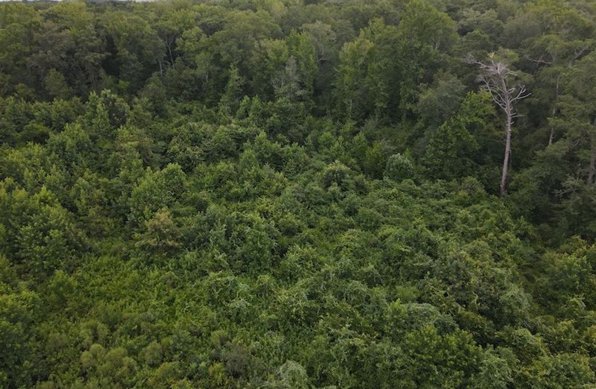 DJI_0571