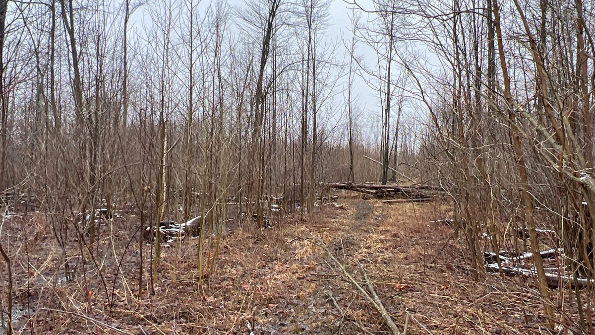 Nice Property With Great Location In Northeast Ohio Whitetail Properties