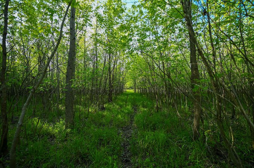 vandalia 450 (2)-3021