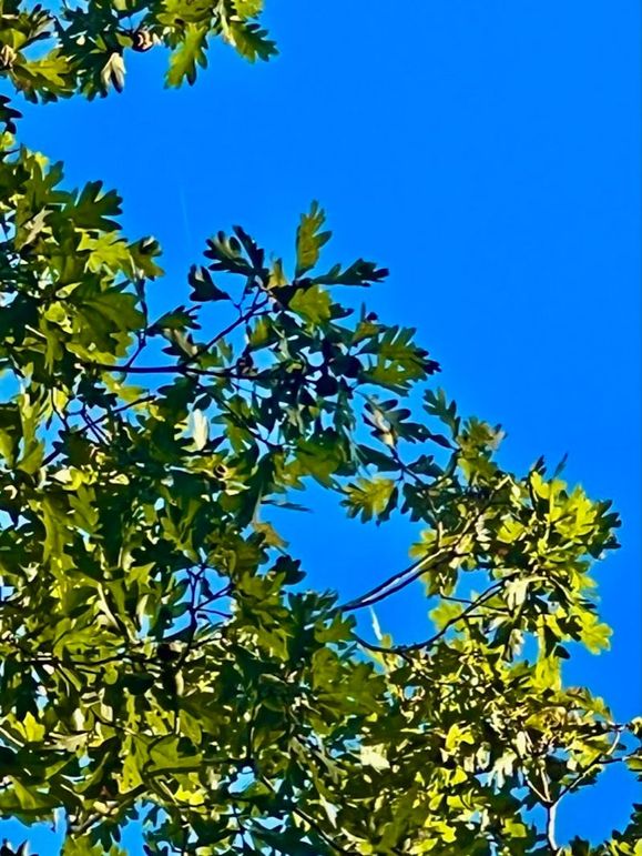 215A9999-DE4A-48A9-A810-6C582067C5E2_1_105_c