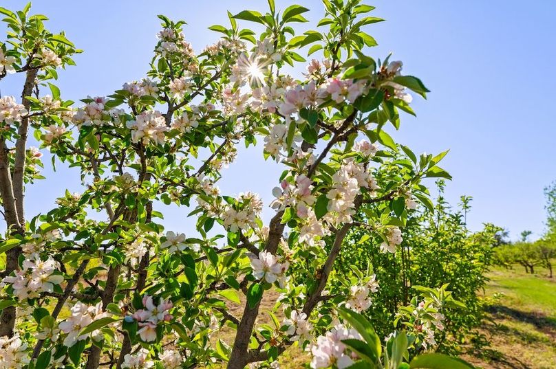 04.5 - Blossoms