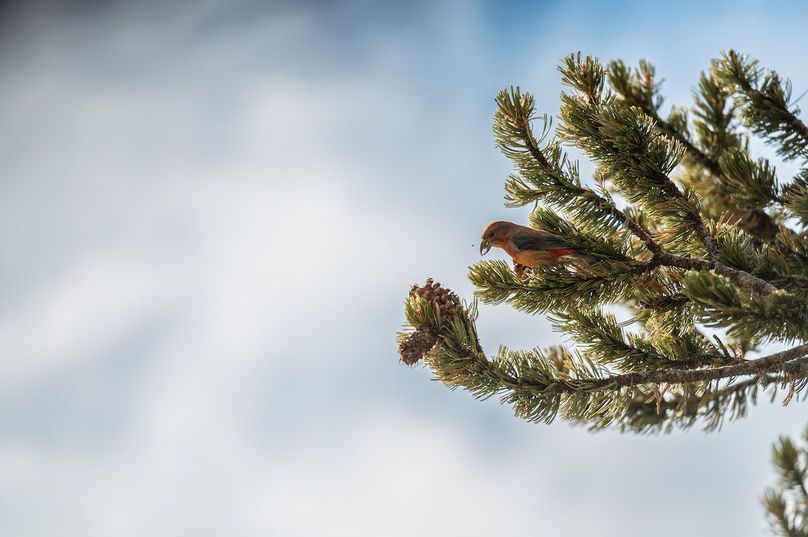 Teller Co 20.288 Bugbee - 021 Red Crossbill