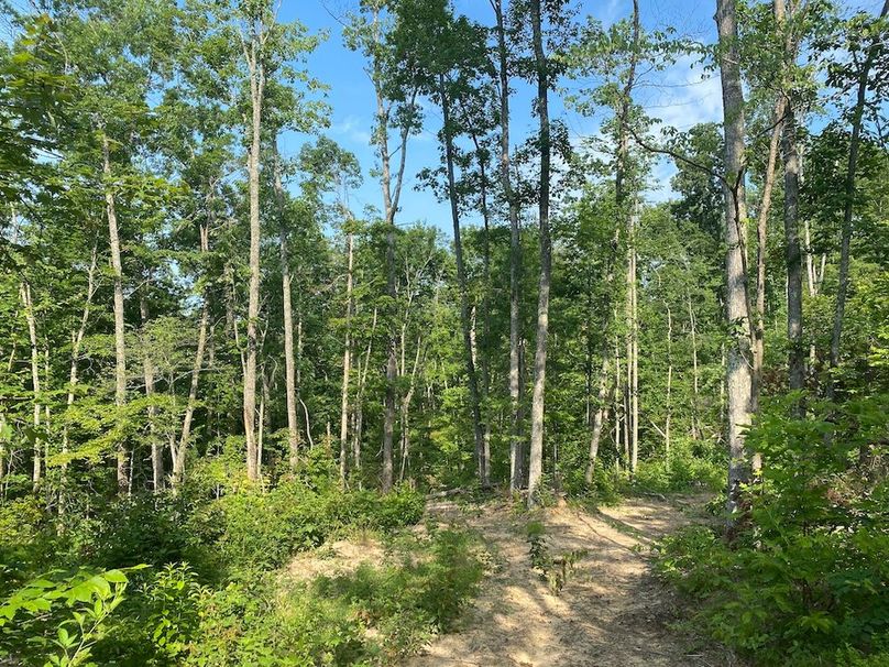 026 the area after selective cut has taken place copy