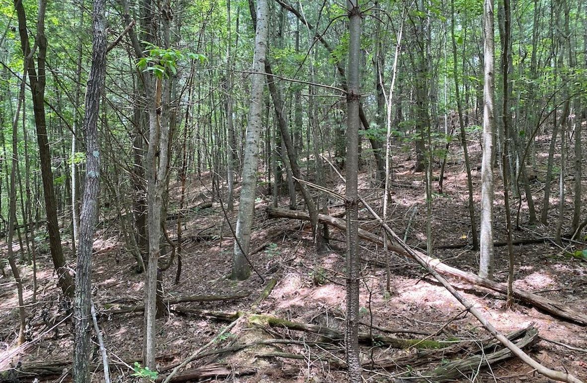 005 nice blend of hard and softwoods copy