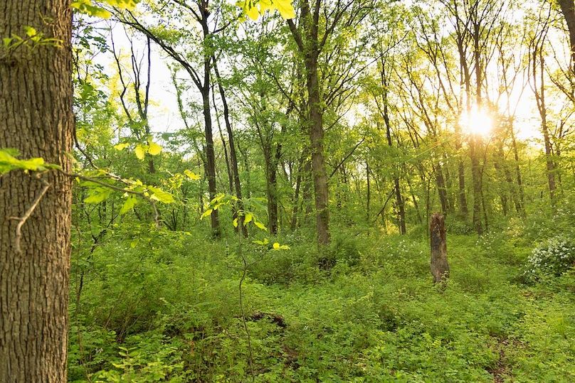 woods understory moderate