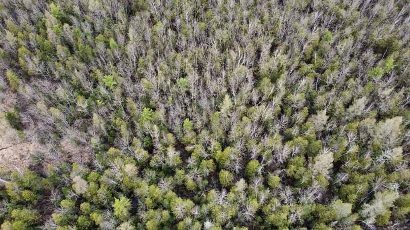 dji_fly_20230504_164200_389_1683237012014_photo_optimized