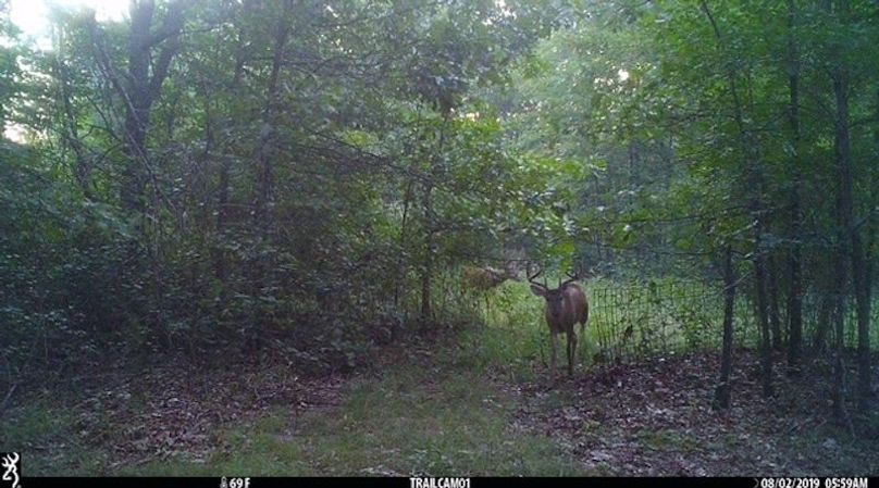 Buck 29 2
