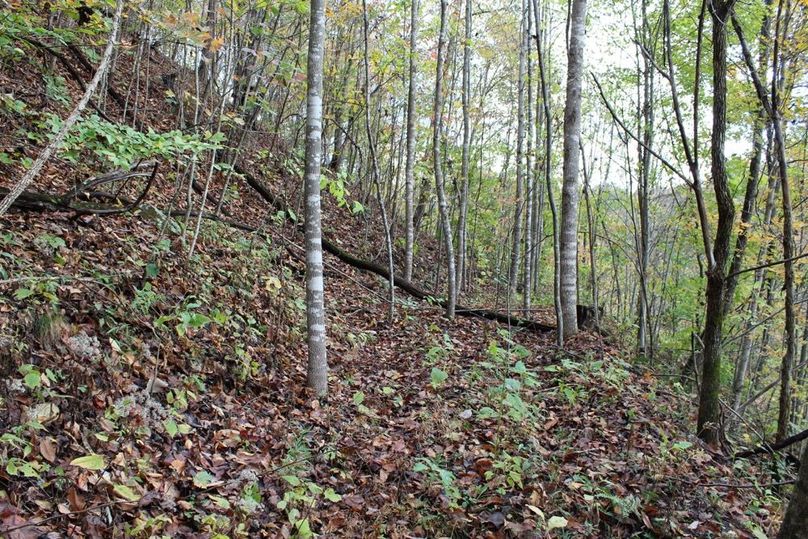 019 young stand of poplars