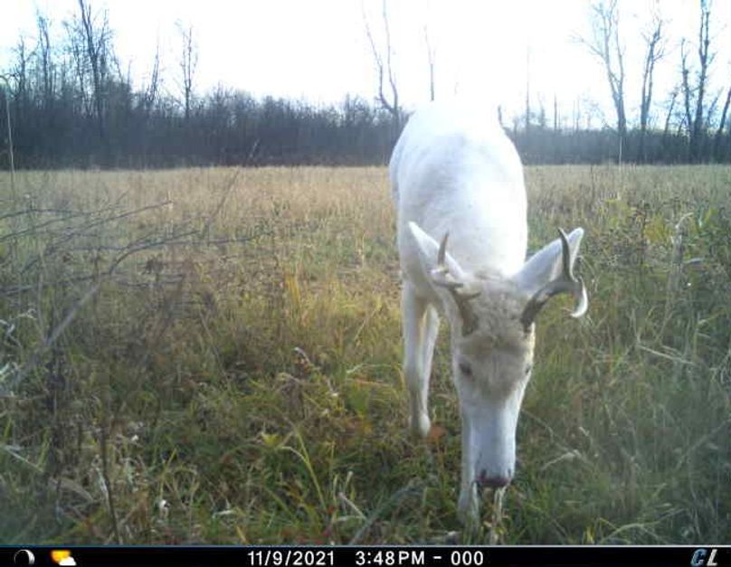 November 2021 White Buck (House)