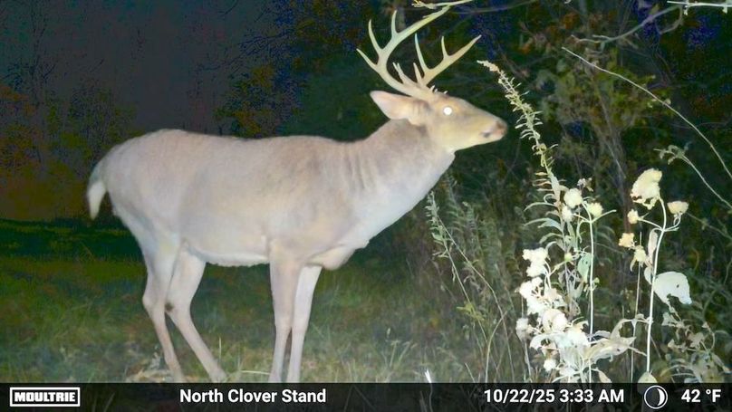 Fleming Petry 115-67