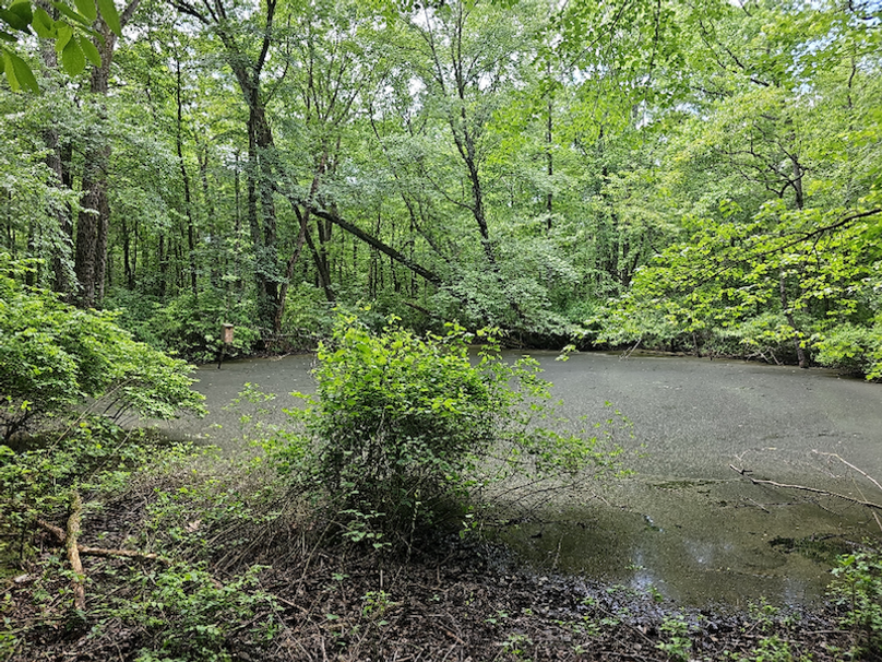 37.98ac_TempleRd_BGORE_10_WoodyPond