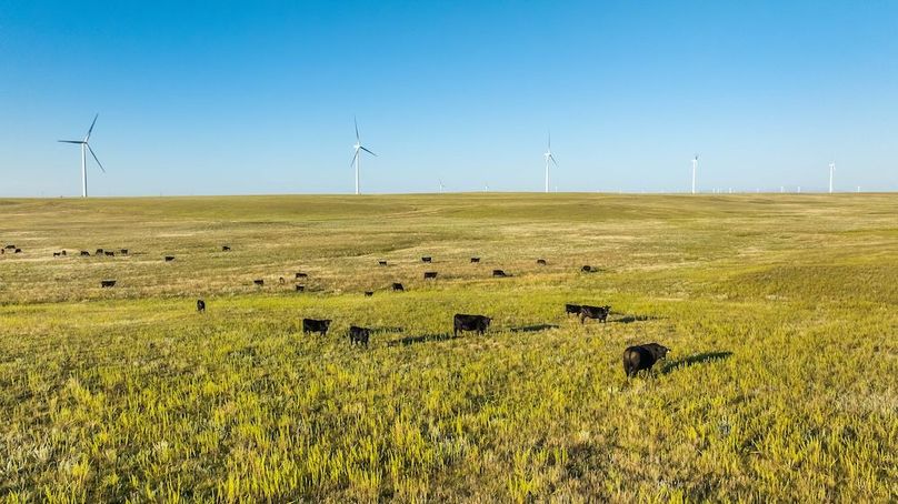 015 - Cattle and Windmills