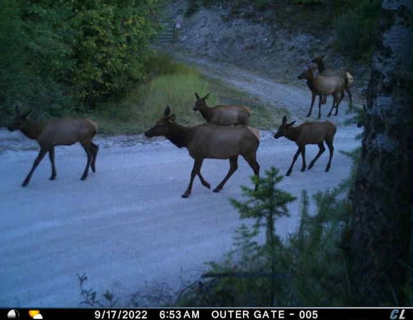 Elk 2