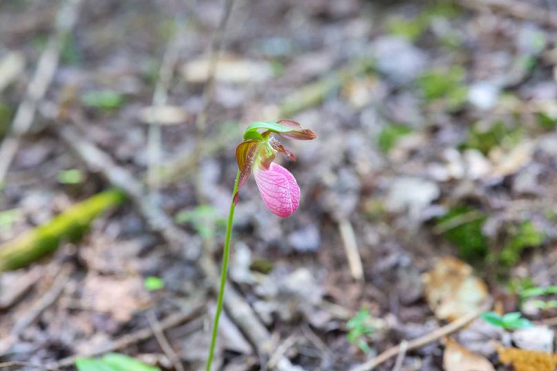 Chippewa85Knowles-5779