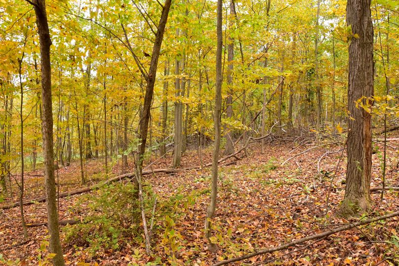 Chemung_29.5_Frantellizzi_Photo_8