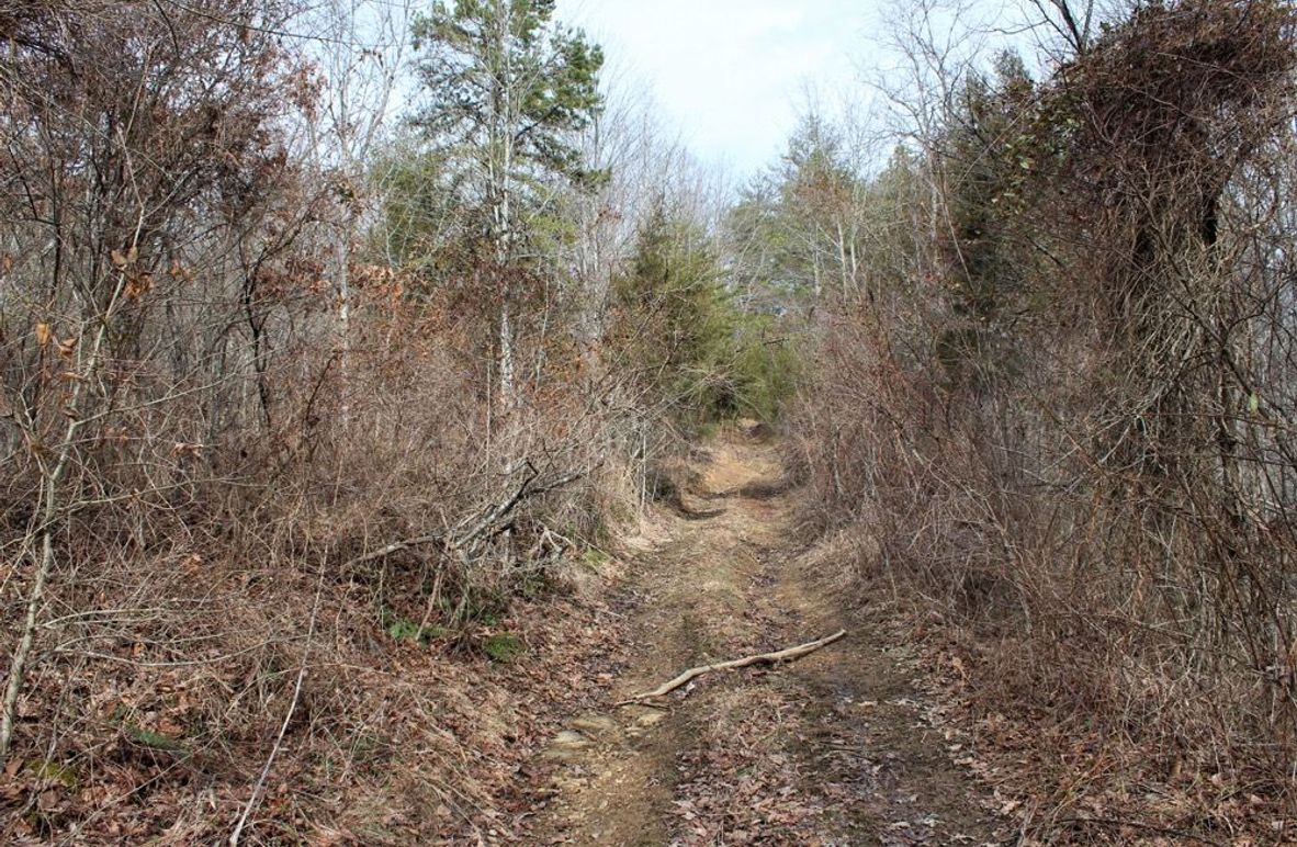 006 new growth area near the middle of the property along the secondary point