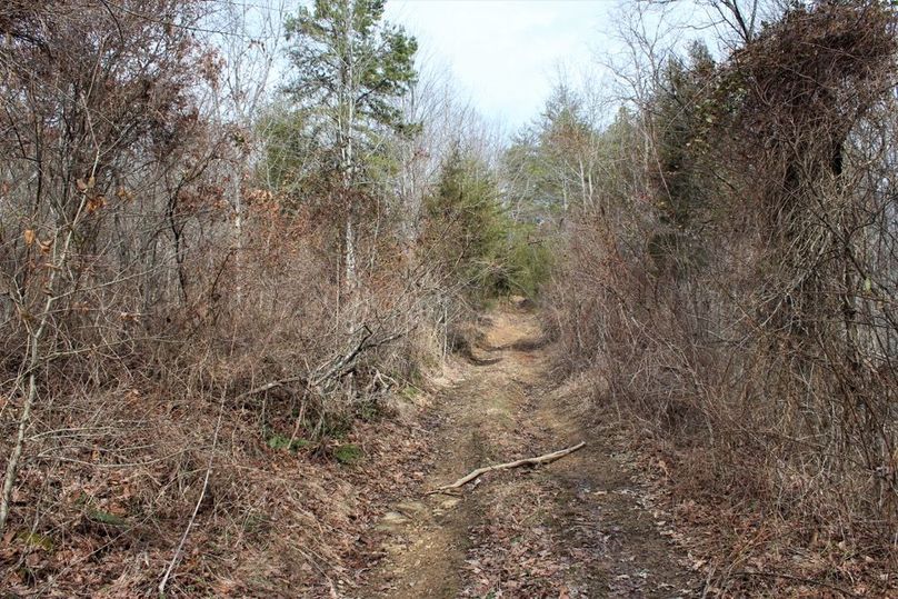 006 new growth area near the middle of the property along the secondary point