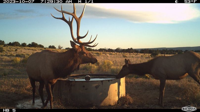 big elk 7
