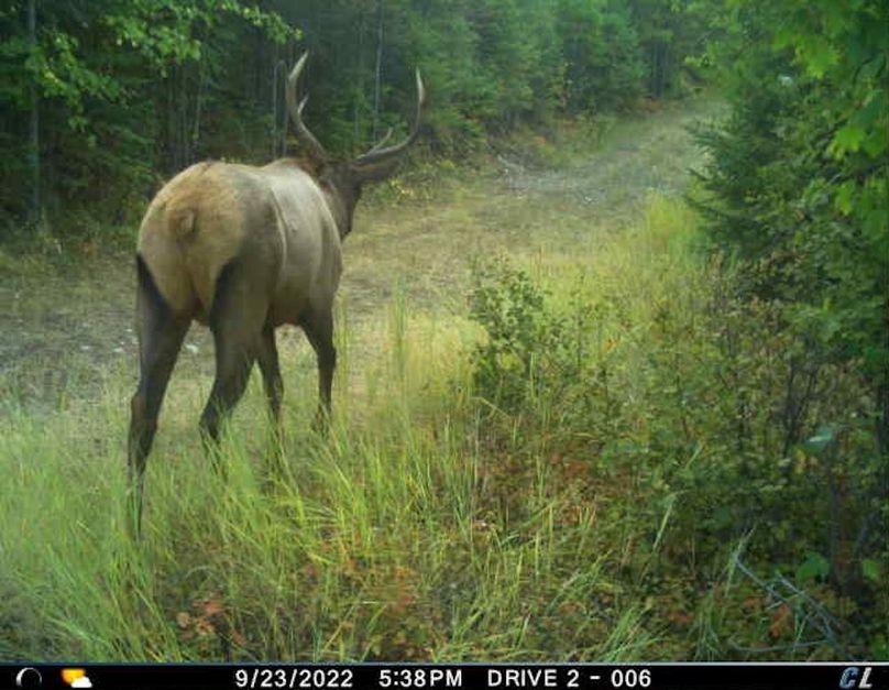 Elk