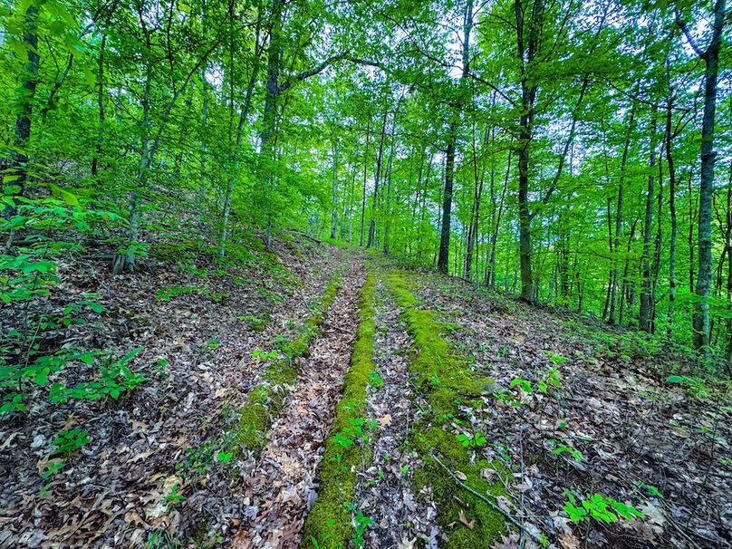 Wirt, WV 145.69 AC 273 Wildflower-40