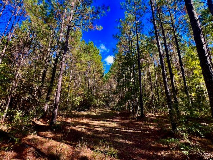 5685F01D-4B23-401A-A041-ECC406712A4D_1_201_a