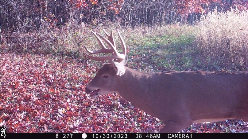 Sauk 174 Trailcam - 31