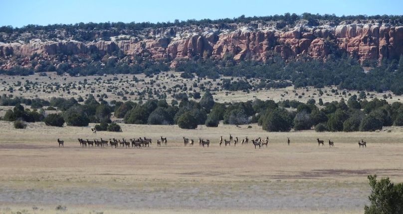 large group of elk winter