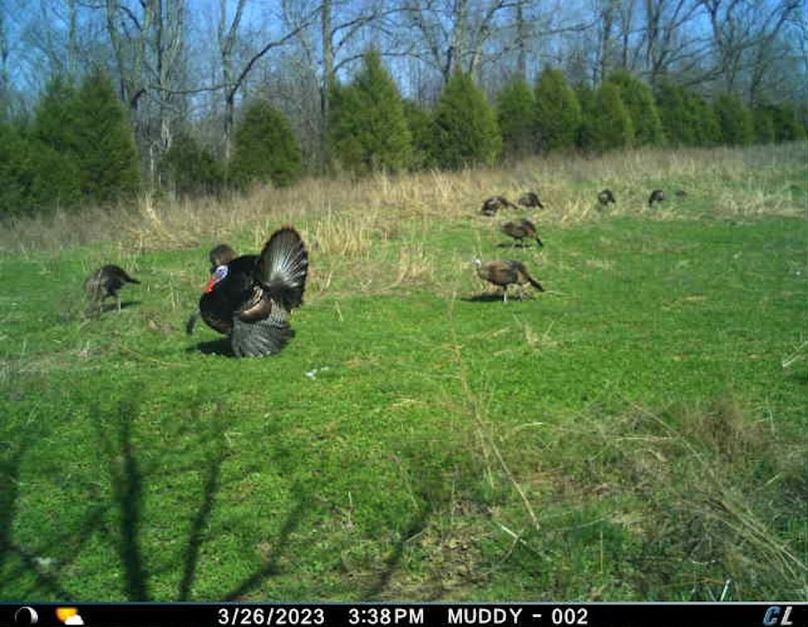 trail cam39