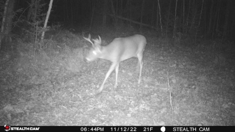 Deer 13