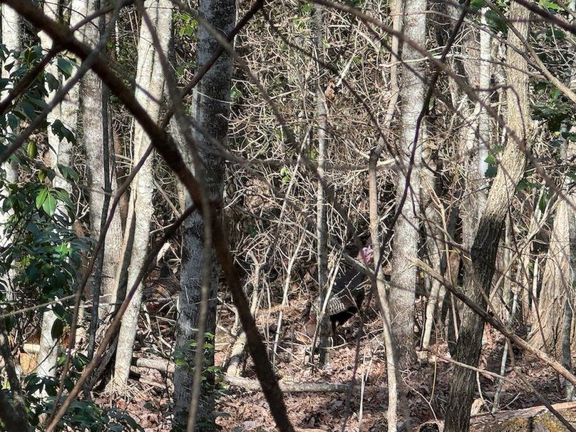 Cherokee 118.85 Harris Top-32