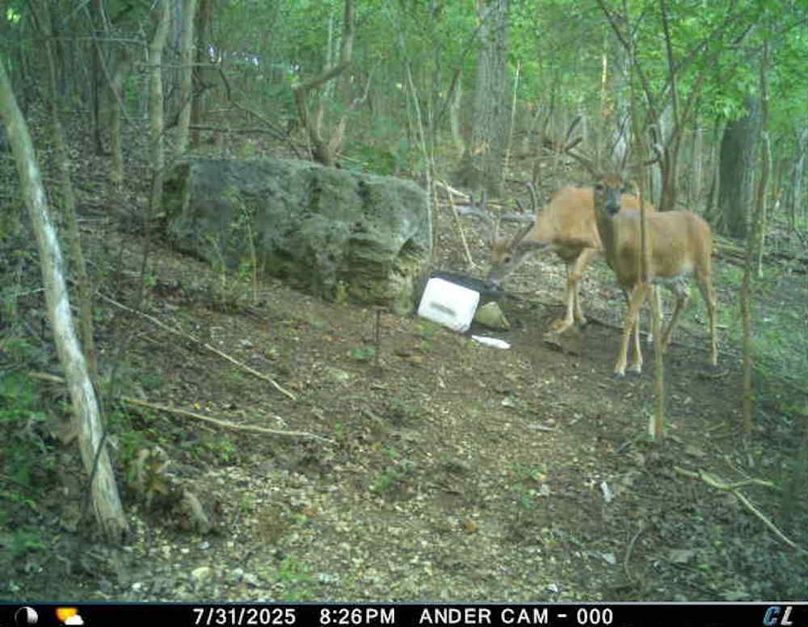 Two bucks at block