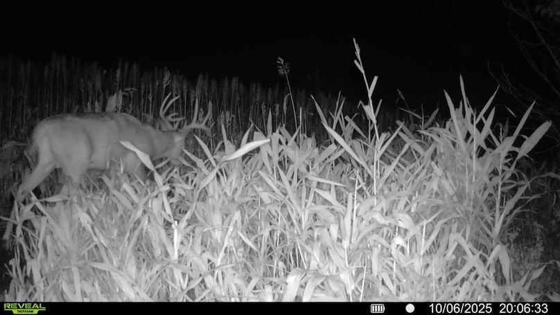 016578000659844-91-2-10062025200633-SYFW11336