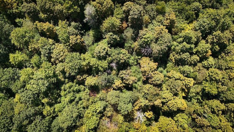 Tioga NY 64 Shores 20