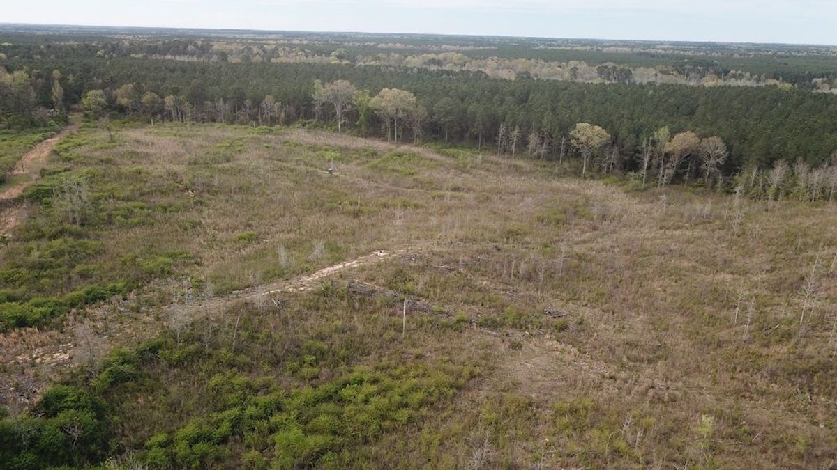 Re-planted Pine Plantation And Good Hunting Potential | Whitetail ...