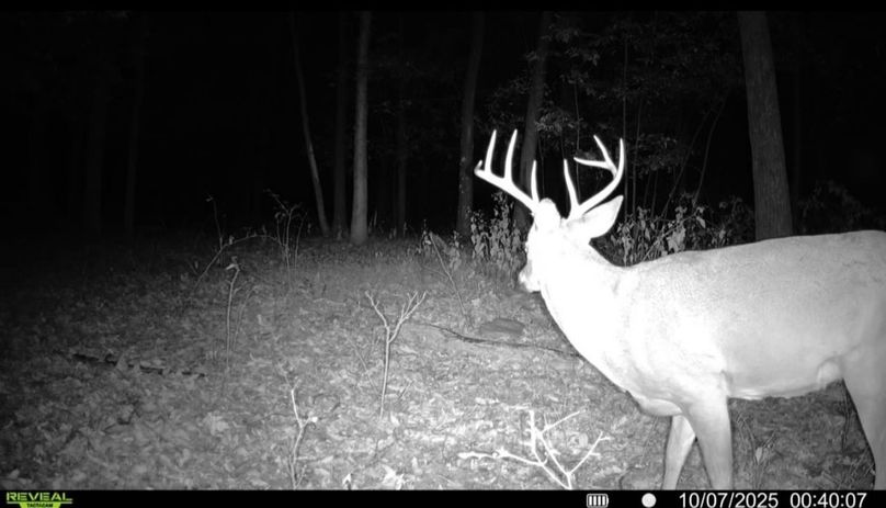Deer 3
