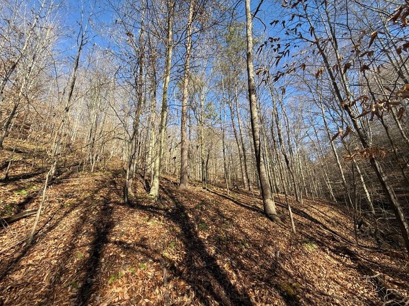 020 a south facing slope in the eastern area of the property