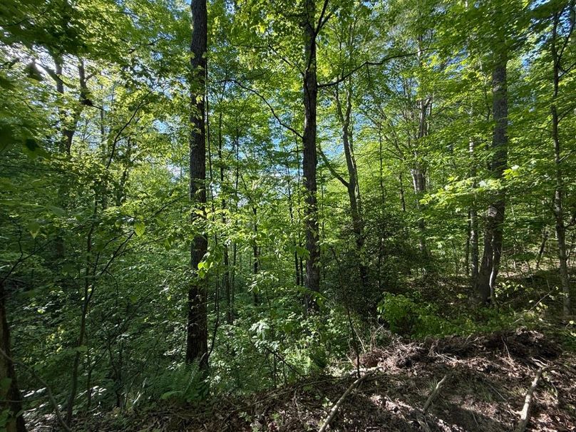 011 mature forest stand in the east section of the property
