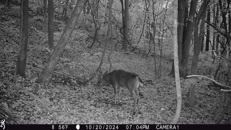 Trail Cam.22