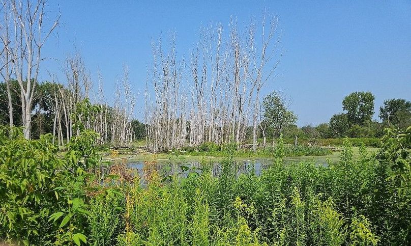 Cropped Duck Pond