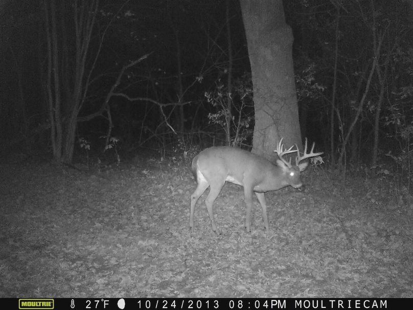 Sauk 174 Trailcam - 84