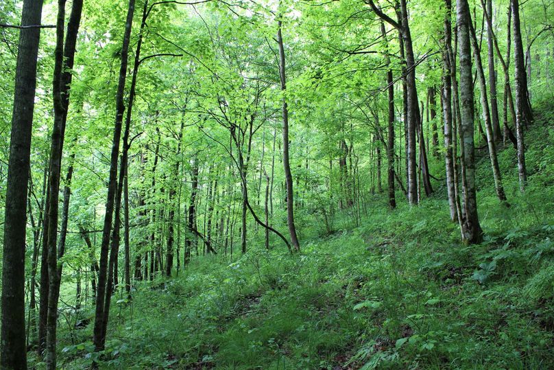 008 lush wooded hillside along an east facing slope