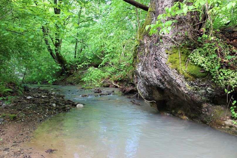 009 super cool photo of the south stream finding its pool under this giant white oak tree