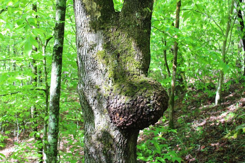 018 unusual growth on this mid-sized white oak, along a lower elevation bench