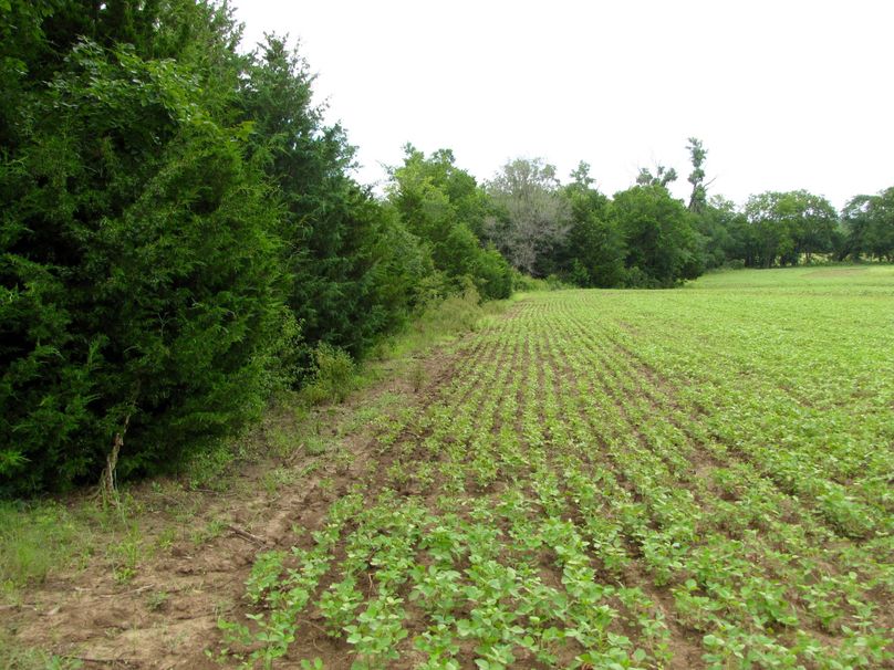 Hidden crop field would make an excellent food plot