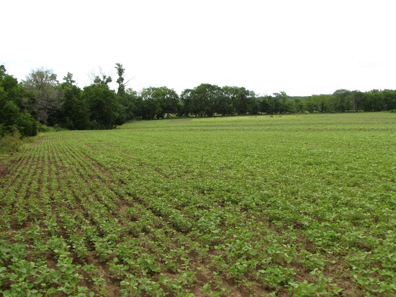 Interior crop field