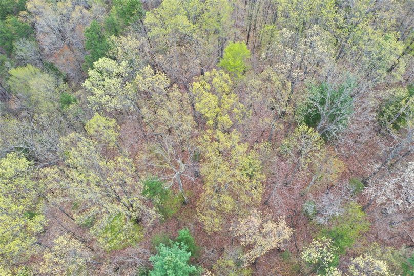 024 drone shot of the canopy near the northwest ridgetop