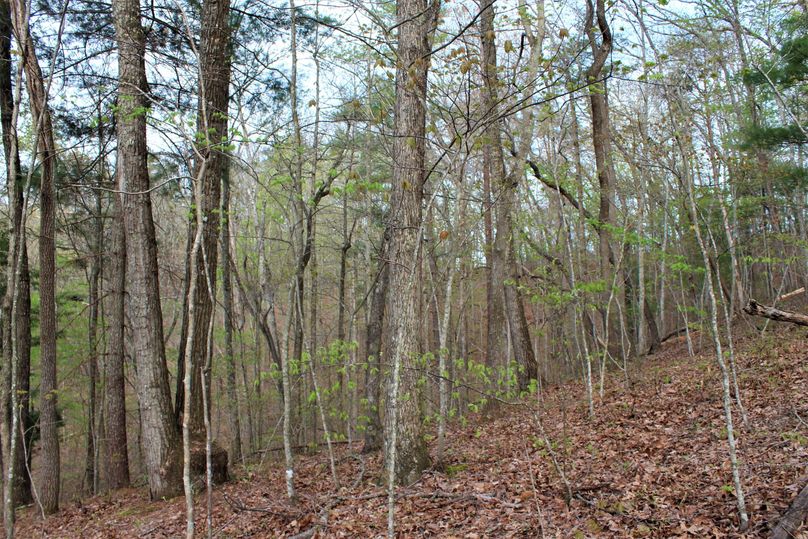 029 wooded timber mix along a north facing slope on the south ridge line