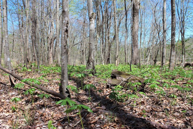 002 spring may apple breaking through on a small wooded point above the creek