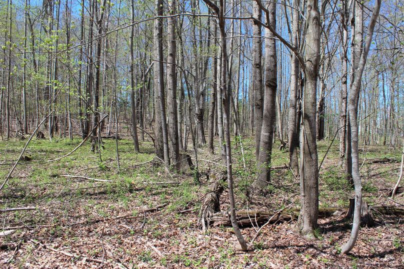 007 wooded lot near the southwest area of the property
